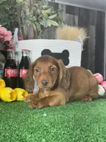 Denver , a male Miniature Dachshund for sale in Seneca Falls, NY – 3 of 5