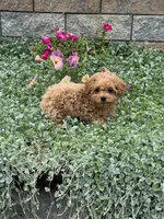 Preston, a male Poodle - Toy  for sale in Seneca Falls, NY – 2 of 7