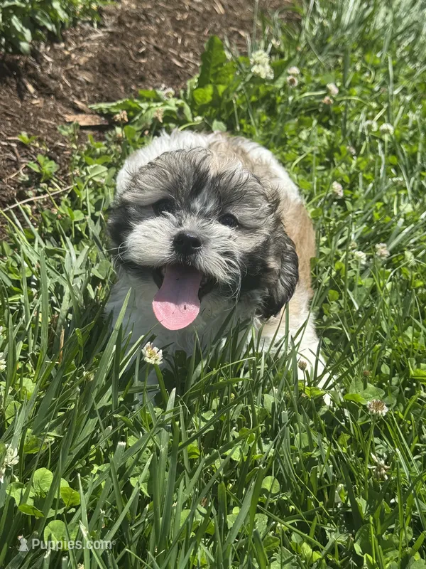 Jack – Bichon Frise, Shih Tzu puppy for sale in Seneca Falls, NY