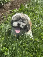 Jack, a female Bichon Frise and Shih Tzu for sale in Seneca Falls, NY – 1 of 5