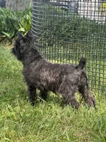Kiki, a female Miniature Schnauzer for sale in Seneca Falls, NY – 8 of 9