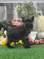 Kobe, a male Miniature Schnauzer for sale in Seneca Falls, NY – 2 of 5