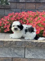 Abby , a female Coton de Tulear and Shih Tzu for sale in Seneca Falls, NY – 4 of 5