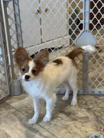 Champion line Rusty , a male Papillon for sale in Seneca Falls, NY – 5 of 10