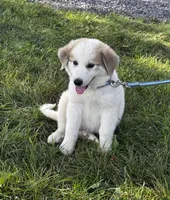 George, a male Great Pyrenees for sale in Seneca Falls, NY – 5 of 6