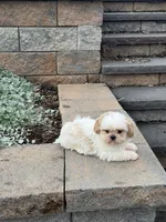 Theo, a male Shih Tzu for sale in Seneca Falls, NY – 5 of 6