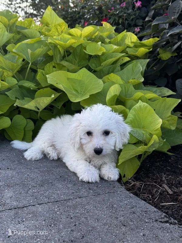 Bradley – Bichon Frise puppy for sale in Seneca Falls, NY