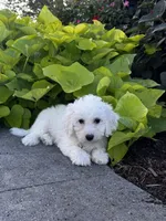 Bradley, a male Bichon Frise for sale in Seneca Falls, NY – 1 of 6