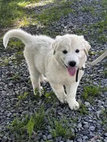 Gloria black collar, a female Great Pyrenees for sale in Seneca Falls, NY – 4 of 4