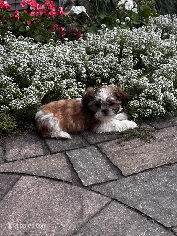 Tessa – Shih Tzu puppy for sale in Seneca Falls, NY