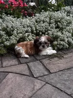Tessa, a female Shih Tzu for sale in Seneca Falls, NY – 1 of 6