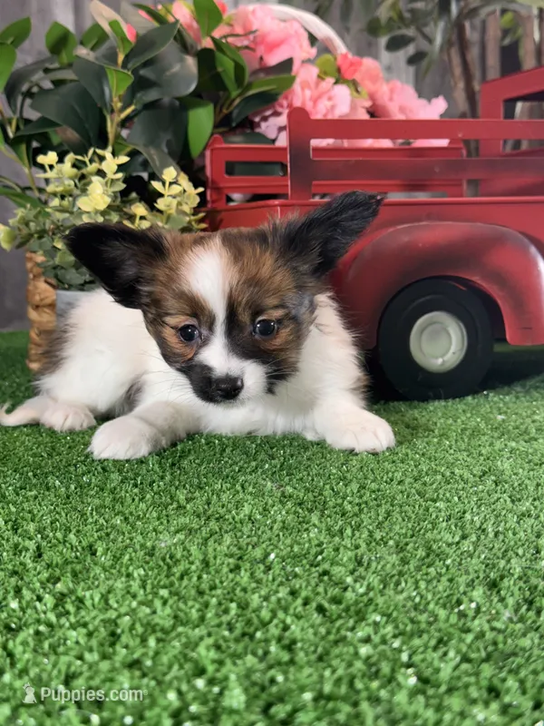 Reba  – Papillon puppy for sale in Seneca Falls, NY
