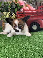 Reba , a female Papillon for sale in Seneca Falls, NY – 1 of 5