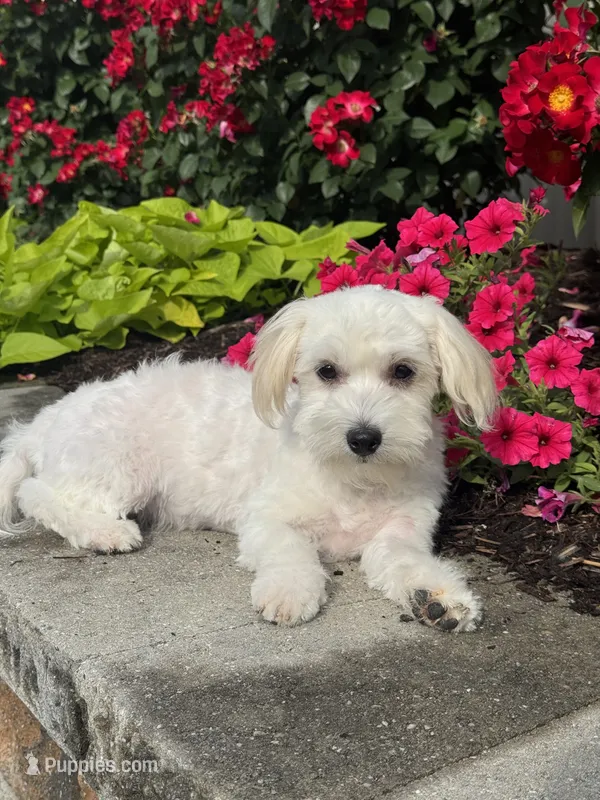 Labanon – Lhasa Apso, Coton de Tulear puppy for sale in Seneca Falls, NY