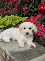 Labanon, a male Lhasa Apso and Coton de Tulear for sale in Seneca Falls, NY – 1 of 7