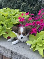 Rudy , a male Papillon for sale in Seneca Falls, NY – 3 of 5