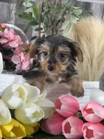 Yanita, a female Yorkshire Terrier for sale in Seneca Falls, NY – 3 of 6
