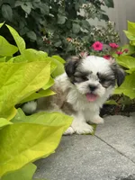 Smokey , a male Shih Tzu for sale in Seneca Falls, NY – 3 of 5