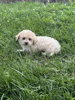Belle, a female Bichpoo for sale in Seneca Falls, NY – 3 of 5