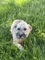 Henry , a male Havanese for sale in Seneca Falls, NY – 2 of 6