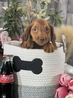 Denver , a male Miniature Dachshund for sale in Seneca Falls, NY – 2 of 5