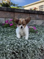 Rosey, a female Papillon for sale in Seneca Falls, NY – 2 of 4