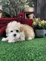 Tiny Honey , a female Havanese for sale in Seneca Falls, NY – Photo 6 of 6