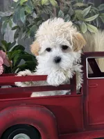 Tiny Honey , a female Havanese for sale in Seneca Falls, NY – Photo 2 of 6