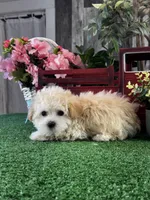 Tiny Honey , a female Havanese for sale in Seneca Falls, NY – Photo 4 of 6