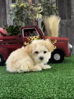 Tiny Honey , a female Havanese for sale in Seneca Falls, NY – Photo 5 of 6