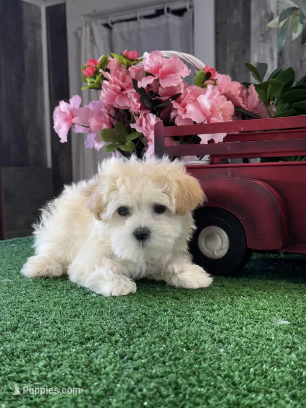 Tiny Honey  – Havanese puppy for sale in Seneca Falls, NY