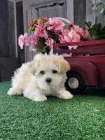 Tiny Honey , a female Havanese for sale in Seneca Falls, NY – Photo 1 of 6