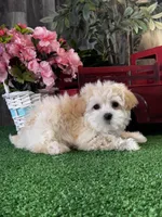Tiny Honey , a female Havanese for sale in Seneca Falls, NY – Photo 3 of 6