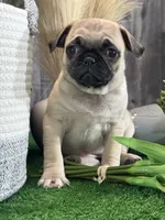 Peggy , a female Pug for sale in Seneca Falls, NY – 5 of 5