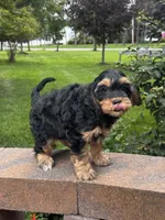 Urie, a male Cavapoo for sale in Seneca Falls, NY – 4 of 4