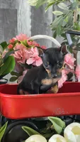 Queenie🪼, a female Miniature Pinscher for sale in Seneca Falls, NY – 3 of 4