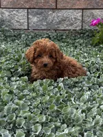 Pluto, a male Poodle - Toy  for sale in Seneca Falls, NY – 4 of 6