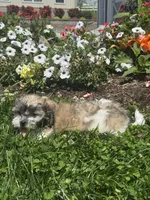 Jack, a female Bichon Frise and Shih Tzu for sale in Seneca Falls, NY – 5 of 5