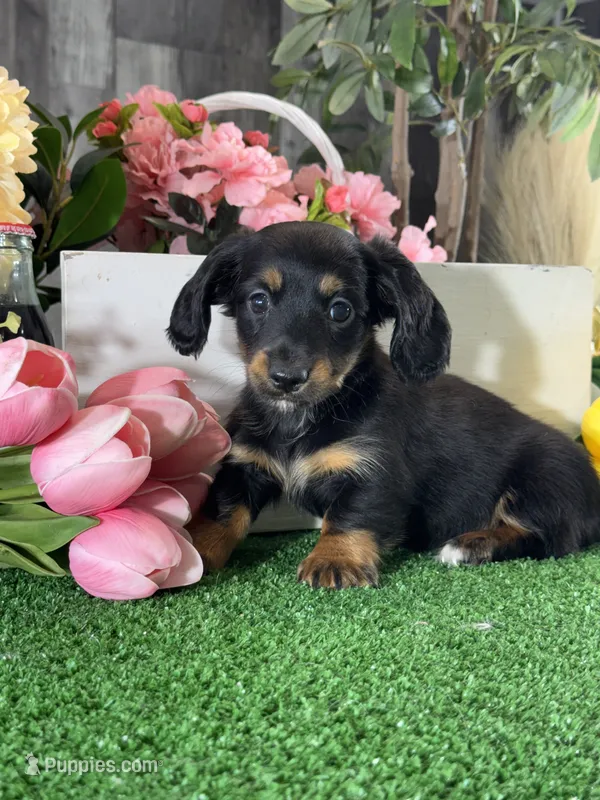 Donna  – Miniature Dachshund puppy for sale in Seneca Falls, NY