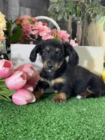 Donna , a female Miniature Dachshund for sale in Seneca Falls, NY – 1 of 5