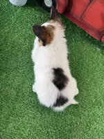Ricky , a male Papillon for sale in Seneca Falls, NY – 4 of 5