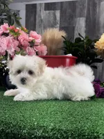 Lila, a female Lhasa Apso and Coton de Tulear for sale in Seneca Falls, NY – Photo 5 of 5