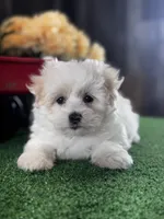 Lila, a female Lhasa Apso and Coton de Tulear for sale in Seneca Falls, NY – Photo 2 of 5