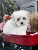 Lila, a female Lhasa Apso and Coton de Tulear for sale in Seneca Falls, NY – Photo 3 of 5