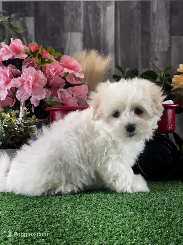 Lila – Lhasa Apso, Coton de Tulear puppy for sale in Seneca Falls, NY