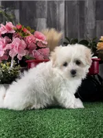 Lila, a female Lhasa Apso and Coton de Tulear for sale in Seneca Falls, NY – Photo 1 of 5