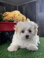 Lila, a female Lhasa Apso and Coton de Tulear for sale in Seneca Falls, NY – Photo 4 of 5