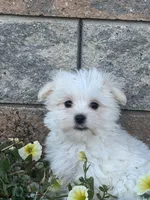 Max, a male Maltese for sale in Seneca Falls, NY – 2 of 7