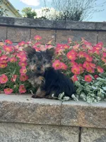 Teacup Yuzu , a female Yorkshire Terrier for sale in Seneca Falls, NY – 3 of 3