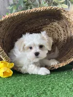 Louie , a male Bichon Frise and Lhasa Apso for sale in Seneca Falls, NY – 3 of 5